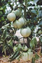 Tomatoes in a Greenhouse. Horticulture. Vegetables Royalty Free Stock Photo