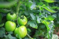 Tomatoes in a Greenhouse. Horticulture. Vegetables Royalty Free Stock Photo