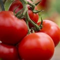 Tomatoes in a Greenhouse. Horticulture.