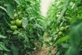 Tomatoes in a Greenhouse. Horticulture. Vegetables Royalty Free Stock Photo