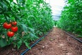 Tomatoes in a Greenhouse. Horticulture. Vegetables Royalty Free Stock Photo