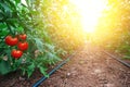 Tomatoes in a Greenhouse. Horticulture. Vegetables Royalty Free Stock Photo