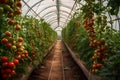 Tomatoes greenhouse, Industrial greenhouse to grow tomatoes