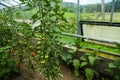 Tomatoes in the greenhouse, nursery