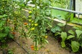 Tomatoes in the greenhouse, nursery