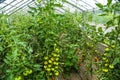 Tomatoes in the greenhouse, nursery