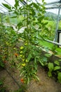 Tomatoes in the greenhouse, nursery