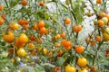 Tomatoes in greenhouse