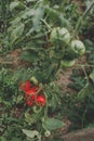 Tomatoes in the greenhouse organic food