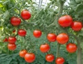 Tomatoes in a greenhouse that produces a lot of fruit.generative AI