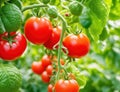 Tomatoes in a greenhouse that produces a lot of fruit.generative AI