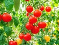 Tomatoes in a greenhouse that produces a lot of fruit.generative AI