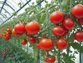 Tomatoes in a greenhouse that produces a lot of fruit.generative AI