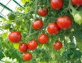 Tomatoes in a greenhouse that produces a lot of fruit.generative AI