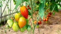 Tomatoes in a greenhouse. Red tomatoes grow on a branch in a polycarbonate greenhouse in a farm household. Growing vegetables Royalty Free Stock Photo