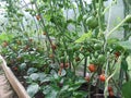 Tomatoes in a greenhouse with ripe and unripe vegetables