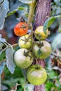 Tomatoes in the greenhouse with the ripening fruits.