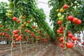 Tomatoes in a greenhouse Royalty Free Stock Photo