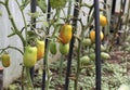 Tomatoes in greenhouse three Royalty Free Stock Photo