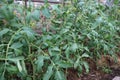 Tomatoes in the greenhouse, tomatoes plant Royalty Free Stock Photo