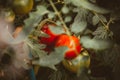 Tomatoes groing on a branch Royalty Free Stock Photo