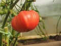 Tomatoes grow on bushes in the greenhouse. Olericulture. Farming