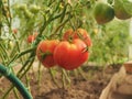 Tomatoes grow on bushes in the greenhouse. Olericulture. Farming