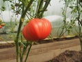 Tomatoes grow on bushes in the greenhouse. Olericulture. Farming