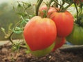 Tomatoes grow on bushes in the greenhouse. Olericulture. Farming