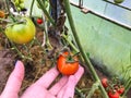 Tomatoes grow in a garden bed in a greenhouse. red, green tomatoes, unripe fruits. the farmer grows domestic crops. fresh Royalty Free Stock Photo