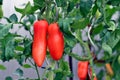 Tomatoes grow in greenhouse