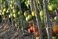 Tomatoes grow in open organic soil