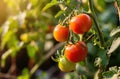 tomatoes growing on a branch in a garden Royalty Free Stock Photo