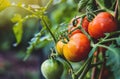 tomatoes growing on a branch in a garden Royalty Free Stock Photo