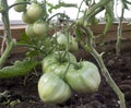 Tomatoes growing on a branch in a hothouse Royalty Free Stock Photo