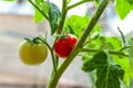 Tomatoes growing on a branch. Royalty Free Stock Photo