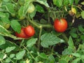 Tomatoes growing on a branch wet with rain