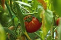 Tomatoes growing in greenhouse