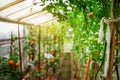 Tomatoes growing in a greenhouse