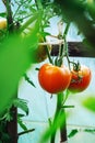 Tomatoes growing in a greenhouse