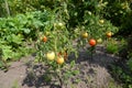 The tomatoes growing in an open ground Royalty Free Stock Photo