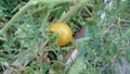 Tomatoes growing organically