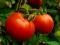 Tomatoes Growing Plant