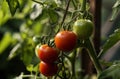 tomatoes growing from the plant in the garden Royalty Free Stock Photo