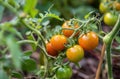 tomatoes growing from the plant in the garden Royalty Free Stock Photo