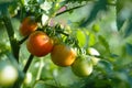 Tomatoes growing and ripening on a vine close up photo.