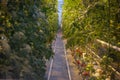 Tomatoes growing up in a greenhouse