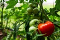 A red tomato ripening in the garden this summer.