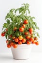 Tomatoes Growing In White Pot On White Background. Generative AI