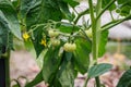 Tomatoes in vegetable garden in Poland Royalty Free Stock Photo